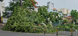 Hành động ứng phó